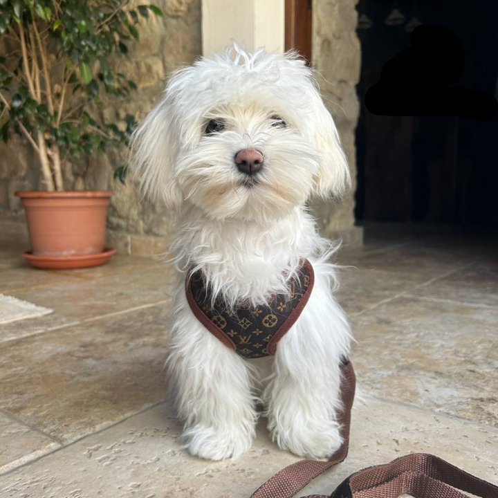 Sele- og Bånd-sett – PawLuxe