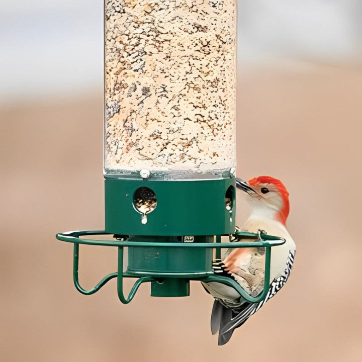 Ekornsicherer Vogelfutterspender