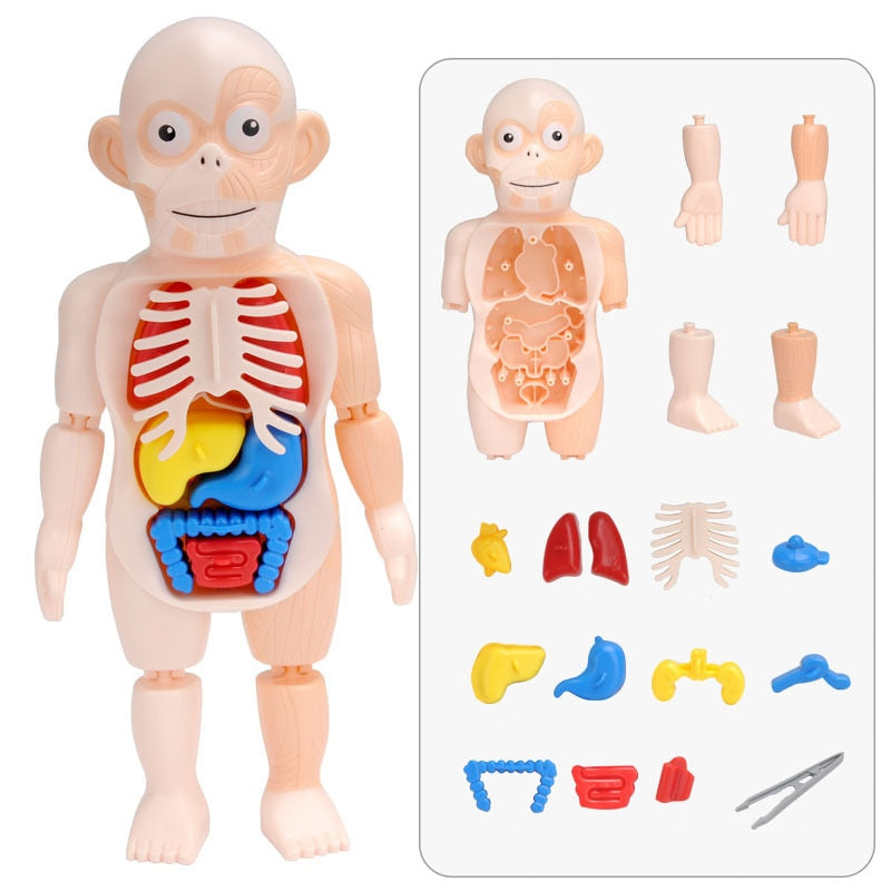Pedagogisk Anatomisett for Barn – Dr. Bones
