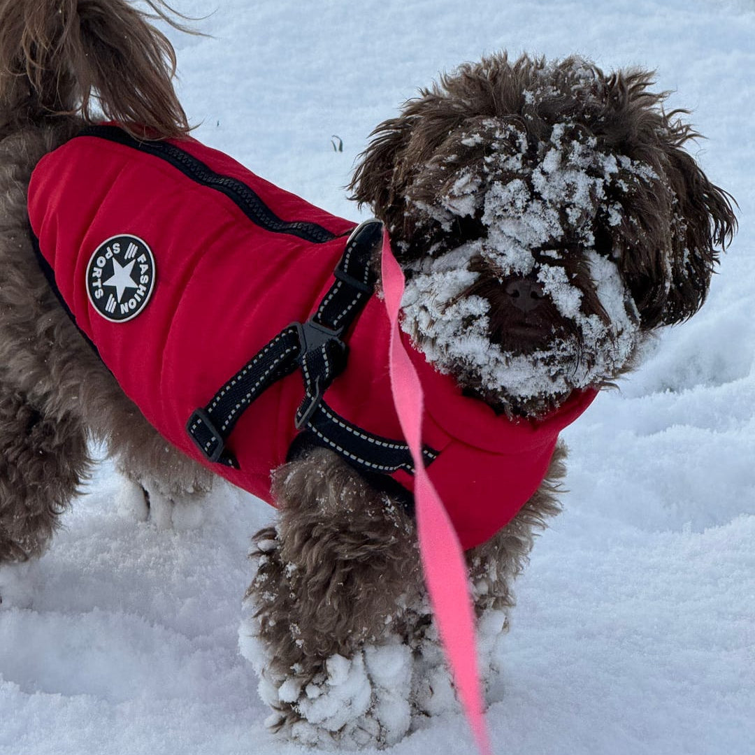 Vinterdekken til hund med integrert sele, polstret og fôret