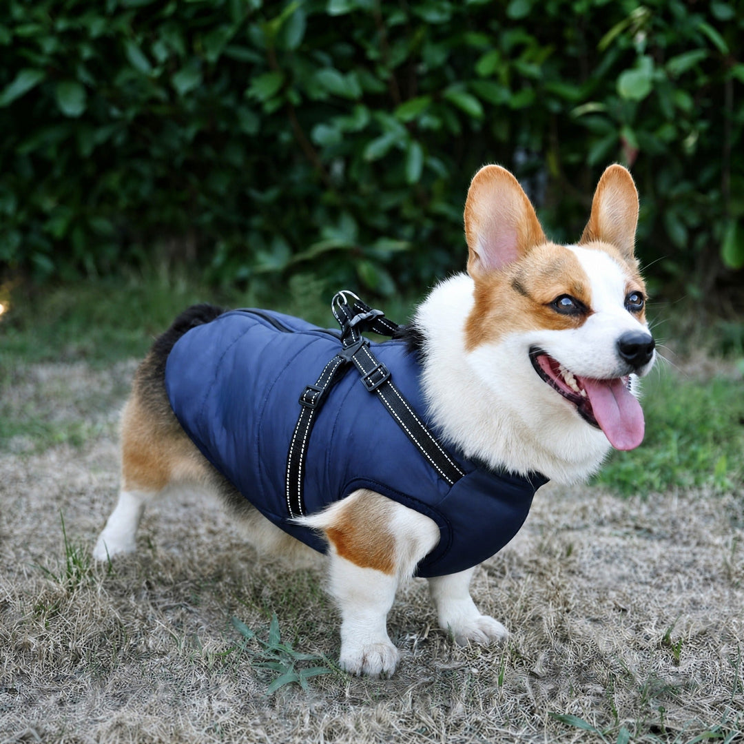 Vinterdekken til hund med integrert sele, polstret og fôret