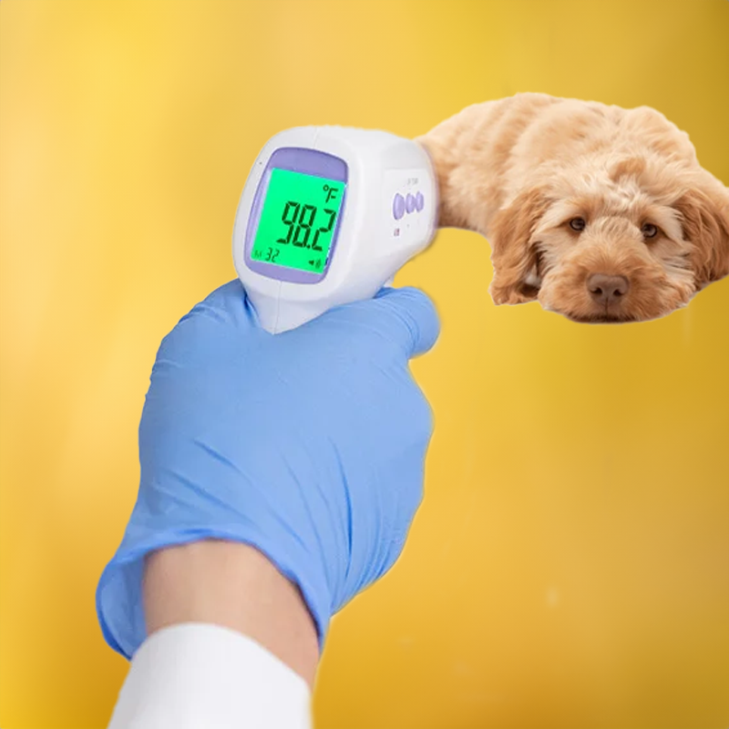 Kontaktfritt infrarødt termometer for hund